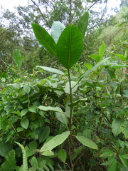 Ficus tonduzii