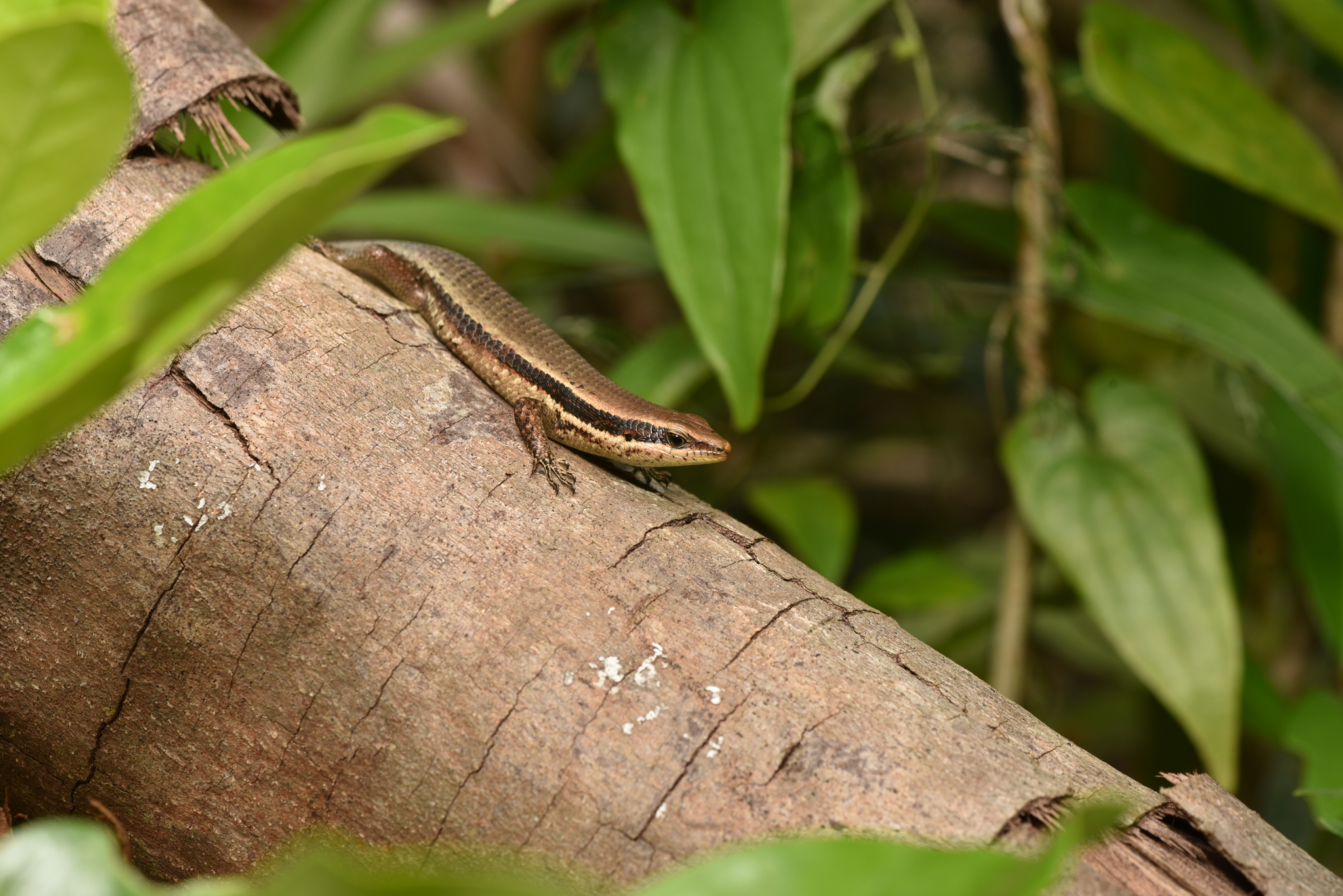 Luzon Mabuya, Eutropis borealis
