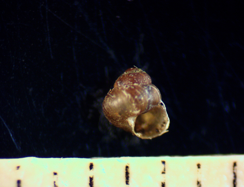 Pupisoma dioscoricola, 2016-01-13