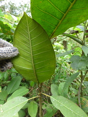 Ficus tonduzii