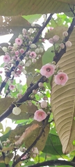 Pundu's sauraia (Saurauia punduana)