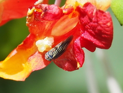 Megophthalminae