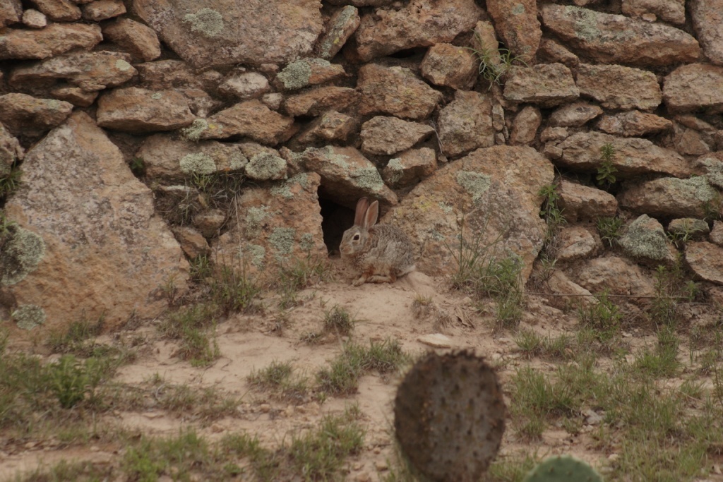 Manzano Mountain Cottontail