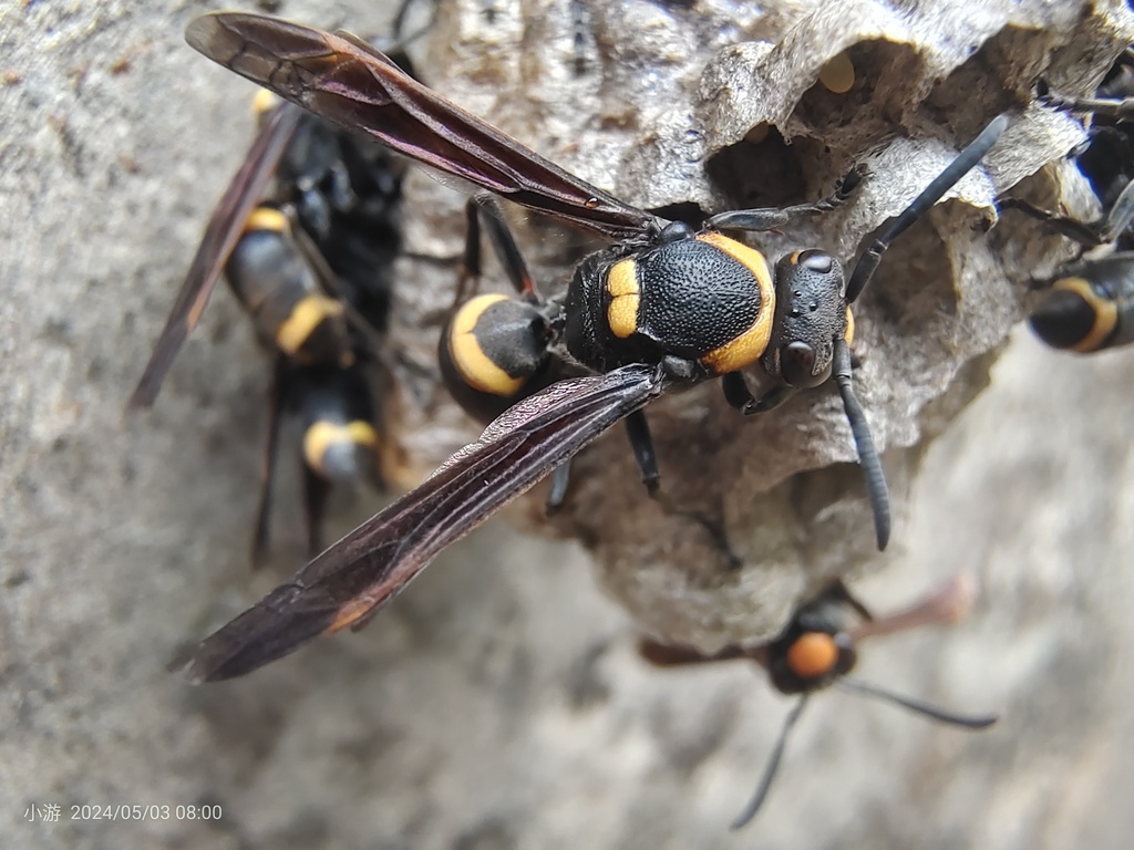 Polistes lepcha