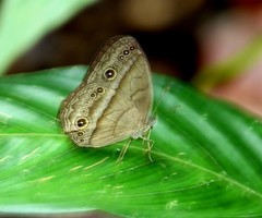 Mycalesis orseis