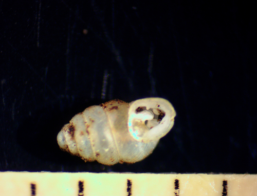 Bottleneck Snaggletooth