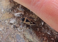 Xanthochilus saturnius