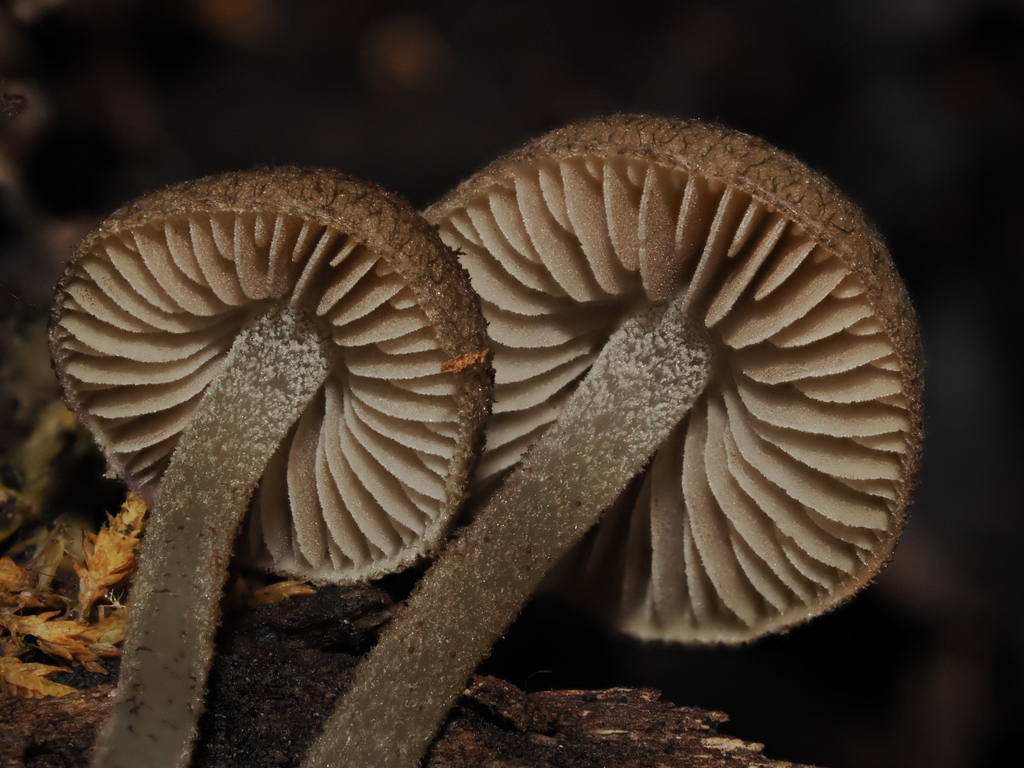 Cystoagaricus hirtosquamulosus