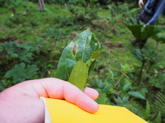Nectandra