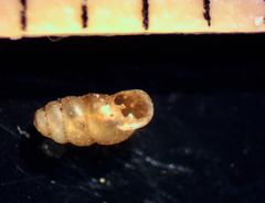 Gastrocopta pellucida image