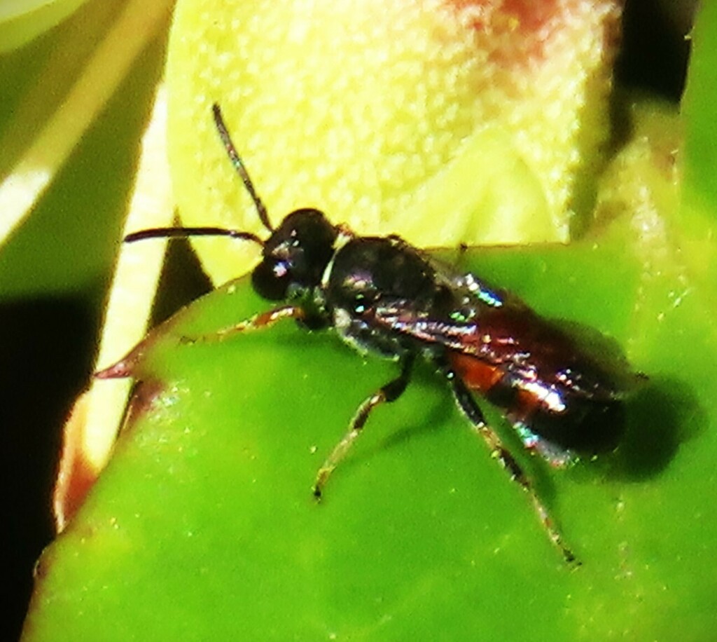 Littler's Masked Bee from Blackmans Flat NSW 2790, Australia on May 13 ...