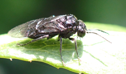 Eriocampa umbratica