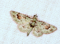 Calluga costalis