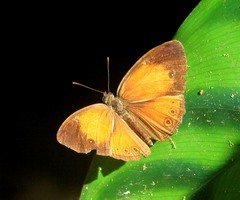Mycalesis patiana