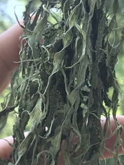 Ramalina sharpii