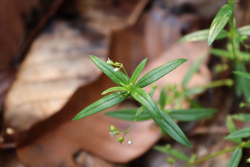 Image of Oldenlandia herbacea by (c) Vikas D Prasad, some rights reserved (CC BY-SA)