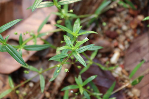 Image of Oldenlandia herbacea by (c) Vikas D Prasad, some rights reserved (CC BY-SA)