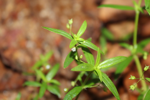 Image of Oldenlandia herbacea by (c) Vikas D Prasad, some rights reserved (CC BY-SA)