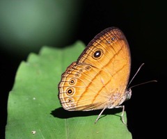 Mycalesis patiana
