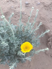 Baileya multiradiata