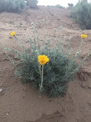 Baileya multiradiata