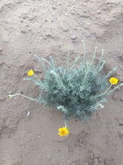Baileya multiradiata