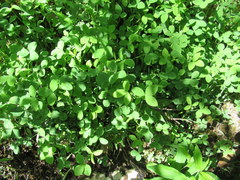 Trifolium reflexum