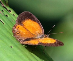 Mycalesis patiana