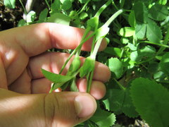 Trifolium reflexum