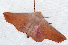Monoctenia smerintharia
