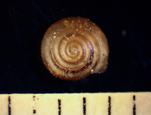 Glossy Granule, Cameron County, US-TX, US, photo 9 of 10
