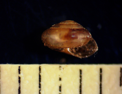 Guppya gundlachii