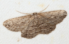 Zermizinga sinuata
