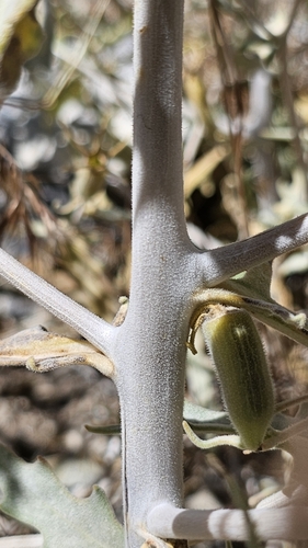 Image of Mentzelia inyoensis by (c) Chris Winchell, some rights reserved (CC BY)