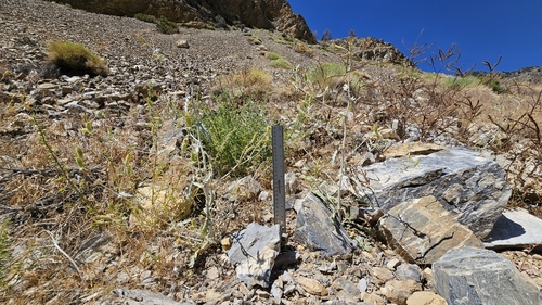Image of Mentzelia inyoensis by (c) Chris Winchell, some rights reserved (CC BY)