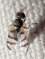 Urophora