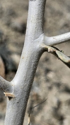 Image of Mentzelia inyoensis by (c) Chris Winchell, some rights reserved (CC BY)