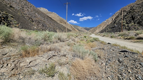 Image of Mentzelia inyoensis by (c) Chris Winchell, some rights reserved (CC BY)