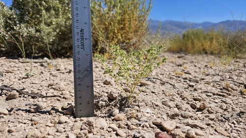 nevada wormwood (Euphrosyne nevadensis)
