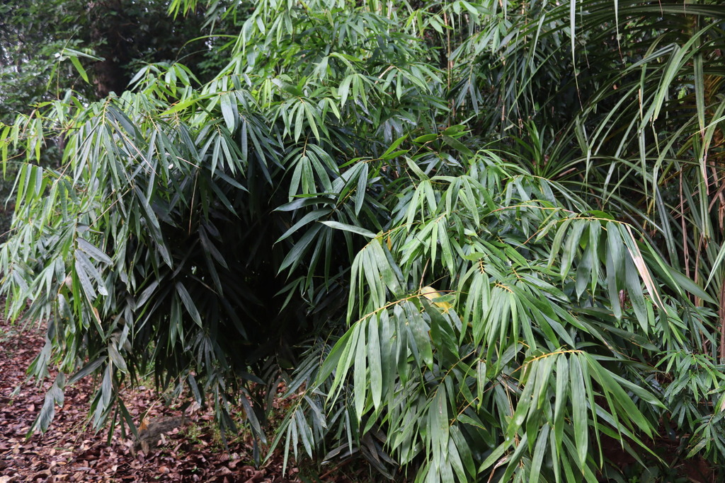Ochlandra travancorica; photograph (c) Vikas D Prasad, some rights reserved (CC BY-SA)