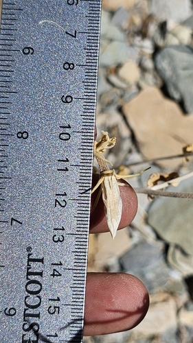 Image of Mentzelia inyoensis by (c) Chris Winchell, some rights reserved (CC BY)