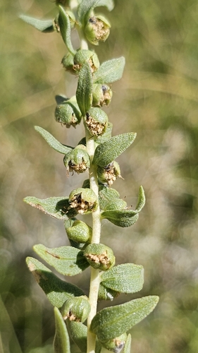 Image of Iva axillaris by (c) Chris Winchell, some rights reserved (CC BY)