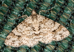 Myrioblephara desumpta