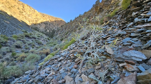 Inyo blazing star (Mentzelia inyoensis)