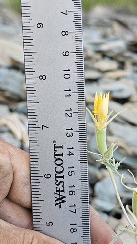 Image of Mentzelia inyoensis by (c) Chris Winchell, some rights reserved (CC BY)