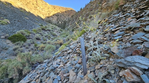 Image of Mentzelia inyoensis by (c) Chris Winchell, some rights reserved (CC BY)
