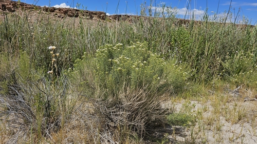 Image of Ericameria albida by (c) Chris Winchell, some rights reserved (CC BY)