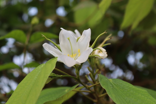 Image of Bauhinia acuminata by (c) Vikas D Prasad, some rights reserved (CC BY-SA)