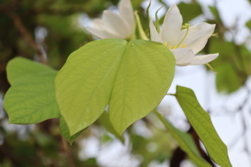 Image of Bauhinia acuminata by (c) Vikas D Prasad, some rights reserved (CC BY-SA)
