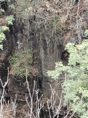 Disocactus speciosus